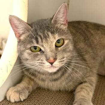 Papyrus -  Domestic Short Hair Cat for Adoption in Norwalk, Connecticut - Papyrus | PetCurious