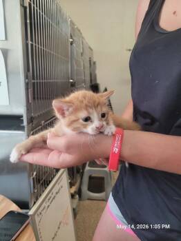Finn -  Domestic Short Hair Cat for Adoption in Sunrise Beach, Missouri - Finn | PetCurious
