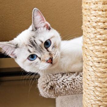 GYPSY -  Siamese and American Shorthair Cat for Adoption in Pinedale, Wyoming - GYPSY | PetCurious