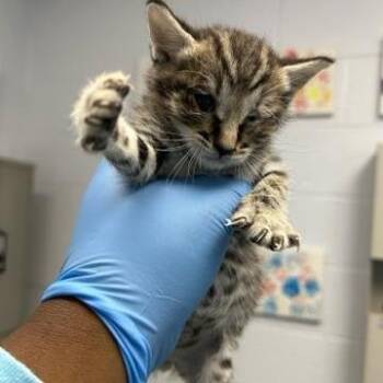 Nutmeg -  Domestic Short Hair Cat Available for Adoption in West Palm Beach, Florida - Nutmeg | PetCurious