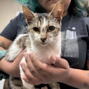Rescue Domestic Short Hair Cats for Adoption in Dallas, Texas - Azul | PetCurious