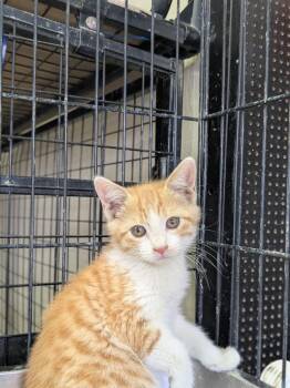 Domestic Short Hair Cats Available for Adoption in Yuma, Arizona - Leonidas | PetCurious