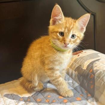 Domestic Short Hair Cats Available for Adoption in Brownsboro, Alabama - Jovi | PetCurious