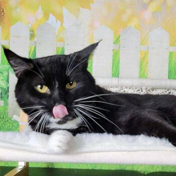 Rescue Tuxedo and Domestic Short Hair Cats for Adoption in Greensburg, Pennsylvania - Mayfly | PetCurious