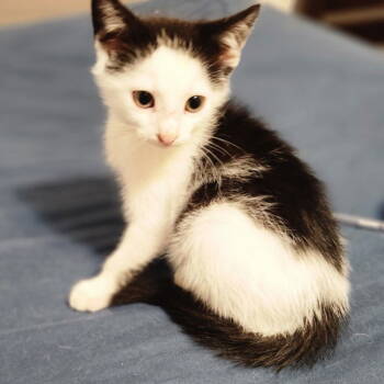 Rescue Domestic Short Hair Cats for Adoption in Reston, Virginia - Milo | PetCurious