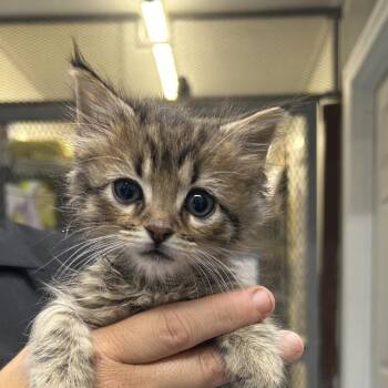 Scabby Abbey -  Domestic Short Hair Cat for Adoption in Springtown, Texas - Scabby Abbey | PetCurious