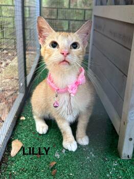 Rescue Domestic Short Hair Cats for Adoption in Pensacola, Florida - LILLY | PetCurious