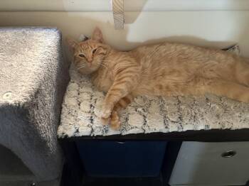 Domestic Short Hair and Domestic Medium Hair Cats Available for Adoption - Rowan | PetCurious