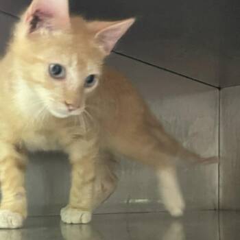 Domestic Short Hair Cats Available for Adoption in Austin, Texas - Cosmo | PetCurious