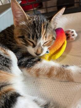 Dora (& Stripes) -  Domestic Short Hair Cat for Adoption in Castro Valley, California - Dora (& Stripes) | PetCurious