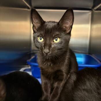 Bo -  Domestic Short Hair Cat for Adoption in Keizer, Oregon - Bo | PetCurious