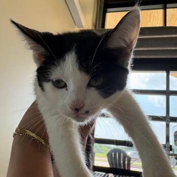 Men in black- O -  Domestic Short Hair Cat for Adoption in Leander, Texas - Men In Black- O | PetCurious