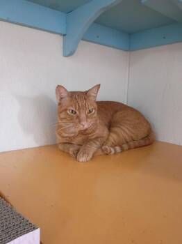 Quickstep -  Domestic Short Hair Cat for Adoption in Houston, Texas - Quickstep | PetCurious