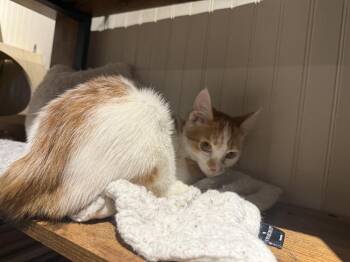 Marty -  Domestic Short Hair Cat for Adoption in Lewisburg, Pennsylvania - Marty | PetCurious