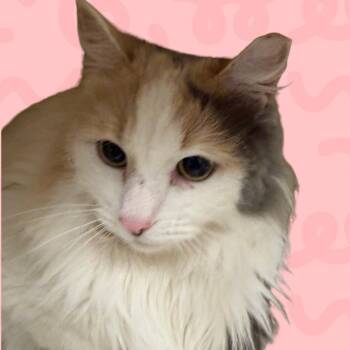 Meep -  Domestic Long Hair Cat for Adoption in Reno, Nevada - Meep | PetCurious