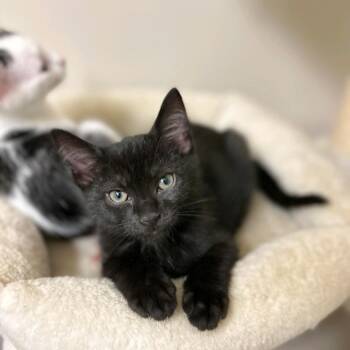 Nash -  Domestic Short Hair Cat for Adoption in Murfreesboro, Tennessee - Nash | PetCurious