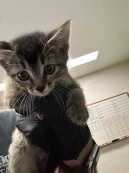 Baja Cabo Citrus -  Domestic Short Hair Cat for Adoption in Wichita, Kansas - Baja Cabo Citrus | PetCurious