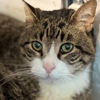 Robin -  Domestic Short Hair Cat for Adoption in Montclair, New Jersey - Robin | PetCurious