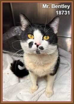 Domestic Short Hair Cats Available for Adoption in Marietta, Georgia - MR. BENTLEY | PetCurious