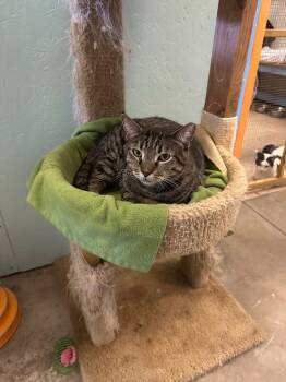 Rescue Domestic Short Hair Cats for Adoption in Saint James City, Florida - Phil | PetCurious