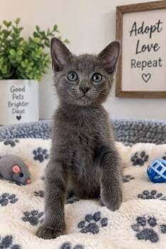 Tucker -  Domestic Short Hair Cat for Adoption in Greensboro, North Carolina - Tucker | PetCurious