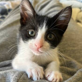 Rescue Domestic Short Hair Cats for Adoption in Montgomery, Alabama - Milkshake | PetCurious