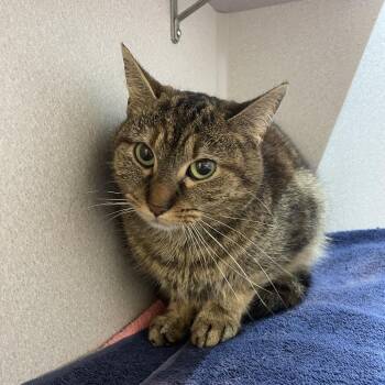 Domestic Short Hair Cats Available for Adoption - Clea | PetCurious