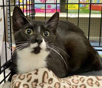 Domestic Short Hair and Tuxedo Cats Available for Adoption in Red Bank, New Jersey - Domino | PetCurious