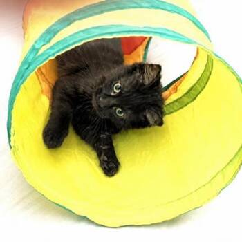 Beaker -  Domestic Medium Hair Cat for Adoption in Long Beach, Washington - Beaker | PetCurious