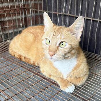Marigold -  Domestic Short Hair Cat for Adoption in Goshen, Indiana - Marigold | PetCurious