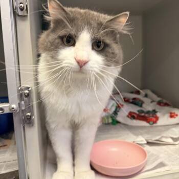 Charles Pucker -  Domestic Medium Hair Cat for Adoption in Pottsville, Pennsylvania - Charles Pucker | PetCurious