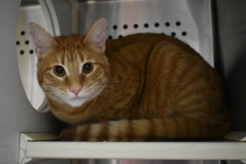 Rescue Domestic Short Hair Cats for Adoption in Kansas City, Missouri - Violet | PetCurious