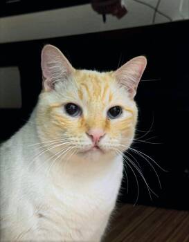 Domestic Short Hair Cats Available for Adoption - Catsby | PetCurious