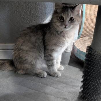 Domestic Medium Hair Cats Available for Adoption - Sloan Peterson (bonded To Cameron Fry) | PetCurious