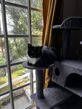 WEDNESDAY and Morticia ADDAMS -  Tuxedo and Domestic Medium Hair Cat for Adoption in Walnut Creek, California - WEDNESDAY And Morticia ADDAMS | PetCurious