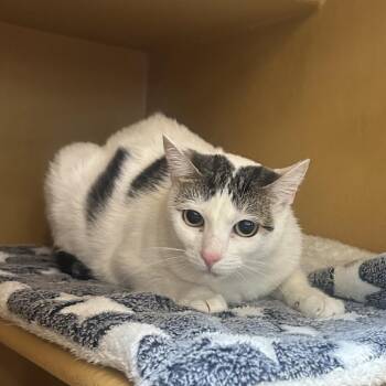 Mochi -  Domestic Short Hair Cat for Adoption in Midland, Texas - Mochi | PetCurious