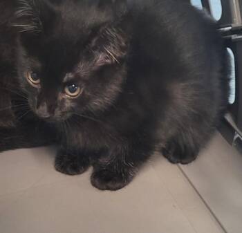 Domestic Short Hair Cats Available for Adoption in Lawrenceville, Georgia - Nf-26 | PetCurious