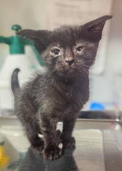Nibbler -  Domestic Short Hair Cat for Adoption in Fresno, California - Nibbler | PetCurious