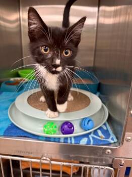 Rory -  Domestic Short Hair Cat for Adoption in La Porte, Indiana - Rory | PetCurious