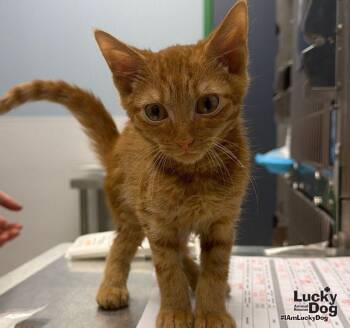 Dwight -  Domestic Medium Hair Cat for Adoption in Washington, District Of Columbia - Dwight | PetCurious