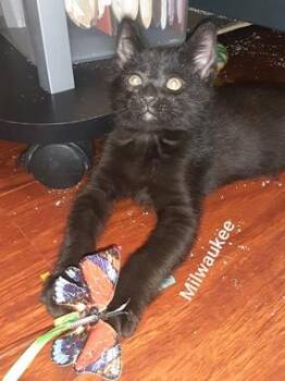 Domestic Short Hair Cats Available for Adoption in North Highlands, California - Milwaukee | PetCurious