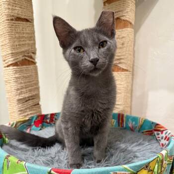 Dewey -  Russian Blue Cat for Adoption in Bountiful, Utah - Dewey | PetCurious