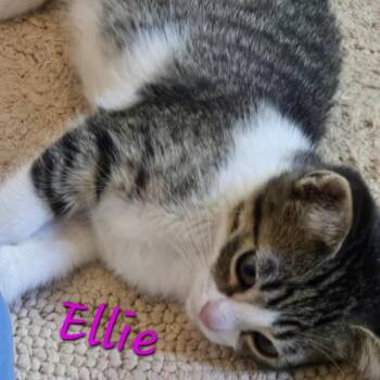 Ellie -  Domestic Short Hair Cat for Adoption in Prescott, Arizona - Ellie | PetCurious