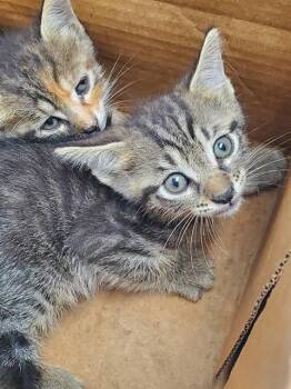 RIDLEY -  Domestic Short Hair Cat for Adoption in Fort Lauderdale, Florida - RIDLEY | PetCurious