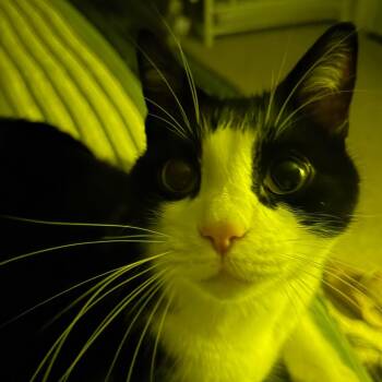 Alexei Catty -  Domestic Short Hair Cat for Adoption in Grand Rapids, Minnesota - Alexei Catty | PetCurious