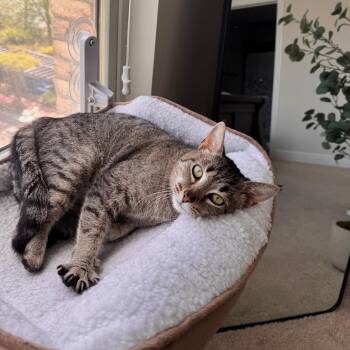 Domestic Short Hair Cats Available for Adoption in Durham, North Carolina - Havana | PetCurious