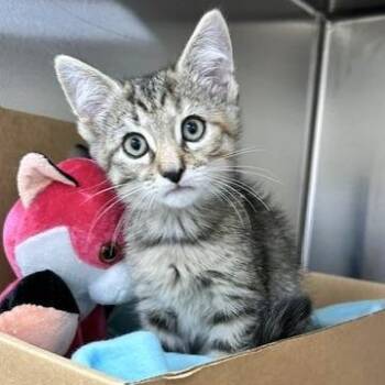 Dorothy -  Domestic Short Hair Cat for Adoption - Dorothy | PetCurious