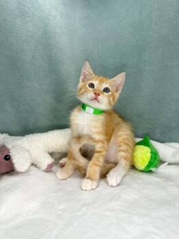 Benson -  Tabby Cat for Adoption in Tavares, Florida - Benson | PetCurious
