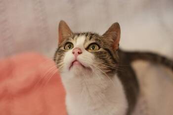 Domestic Short Hair Cats Available for Adoption - Olaf | PetCurious