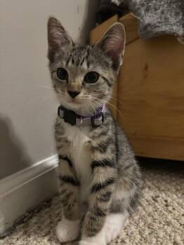 Cinder -  Domestic Short Hair Cat for Adoption in Salisbury, North Carolina - Cinder | PetCurious